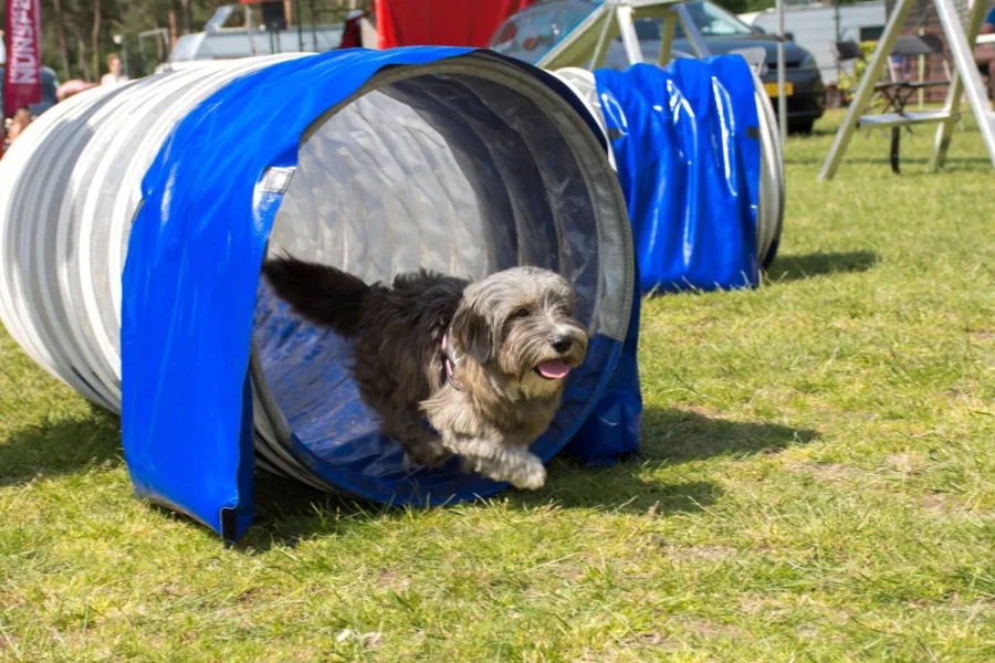 Camping Veluwe met hond 7