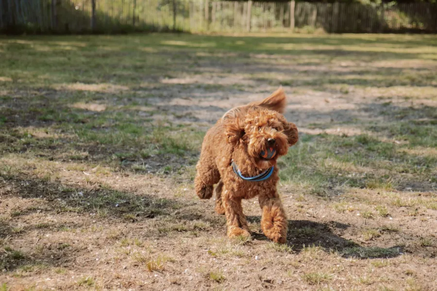 Camping met hond hondendouche 11