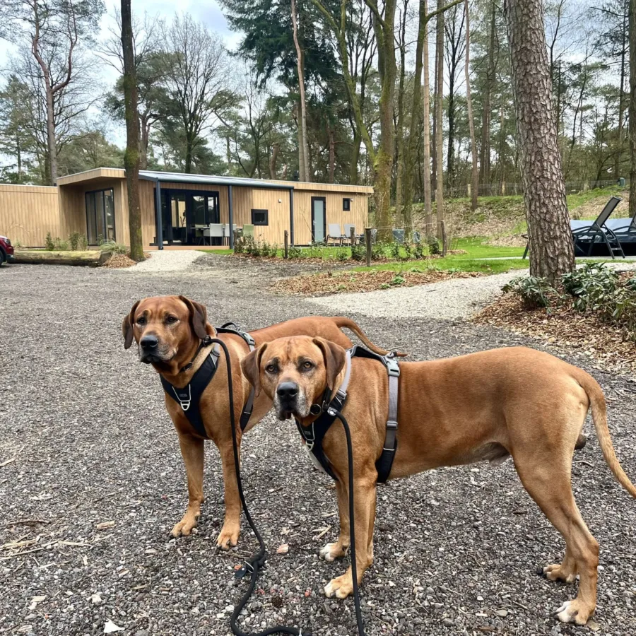 Camping Veluwe Samenwerking 1