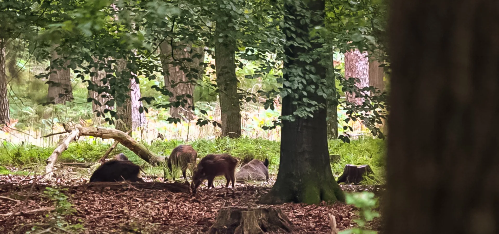 Camping Veluwe natuur 4